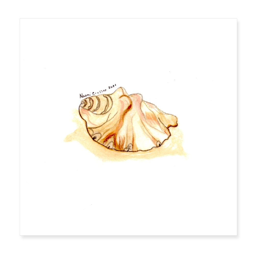 Shell 8x8 Print - white