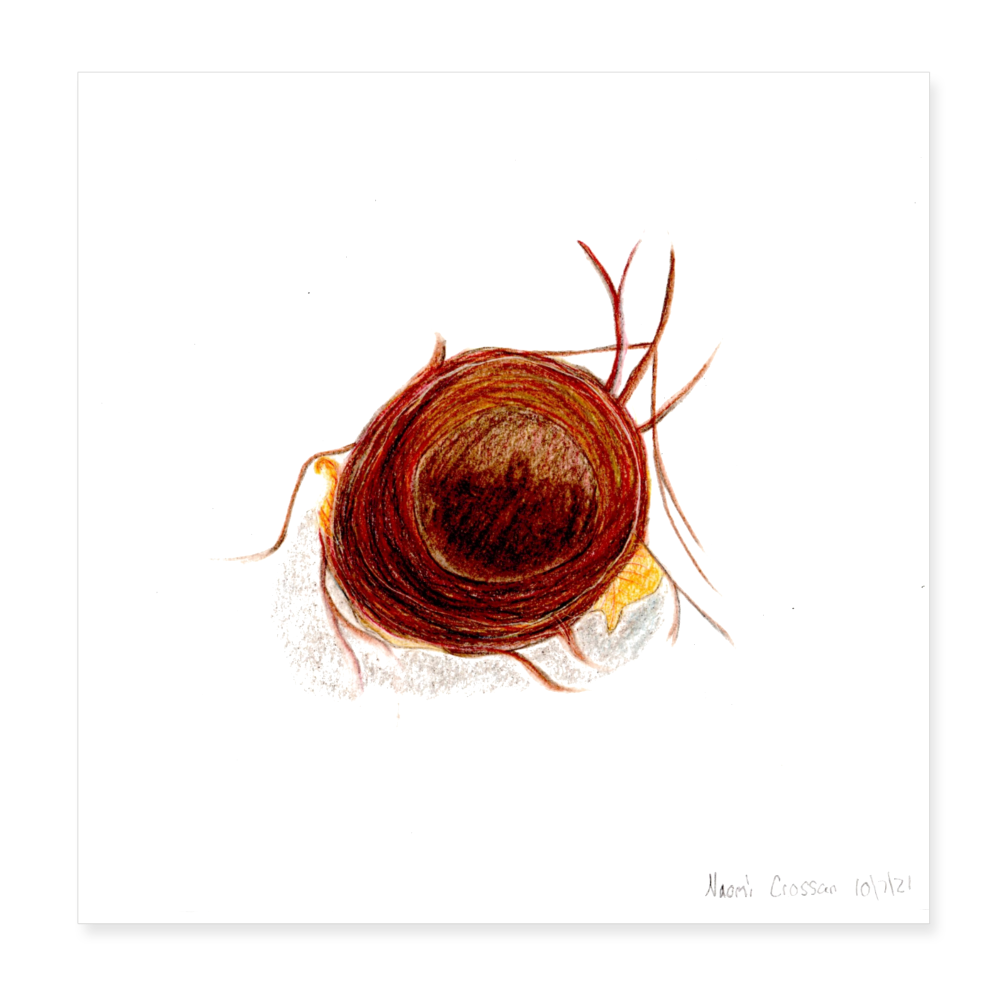 Bird's Nest 8x8 Print - white