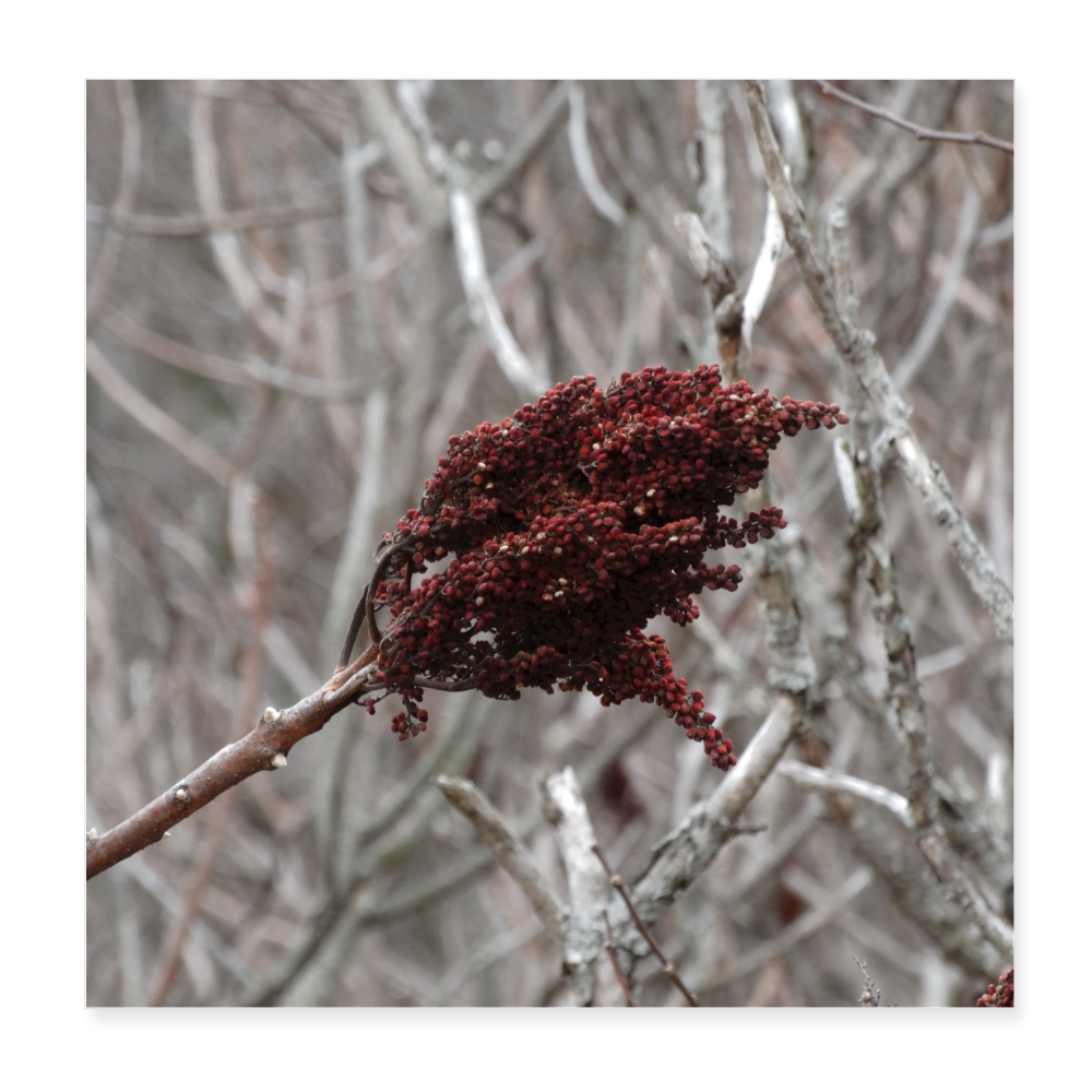 Seed Head 8x8 Print - white