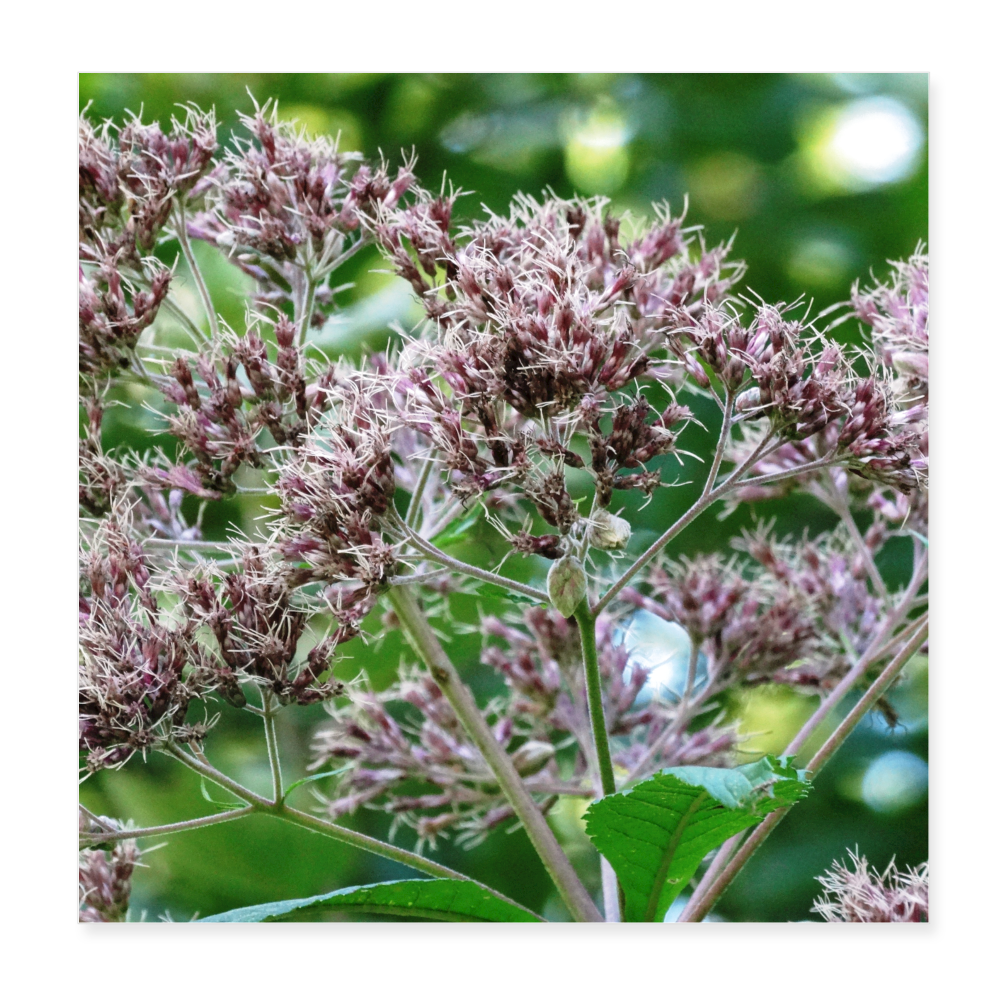 Flower A5 8x8 Print - white