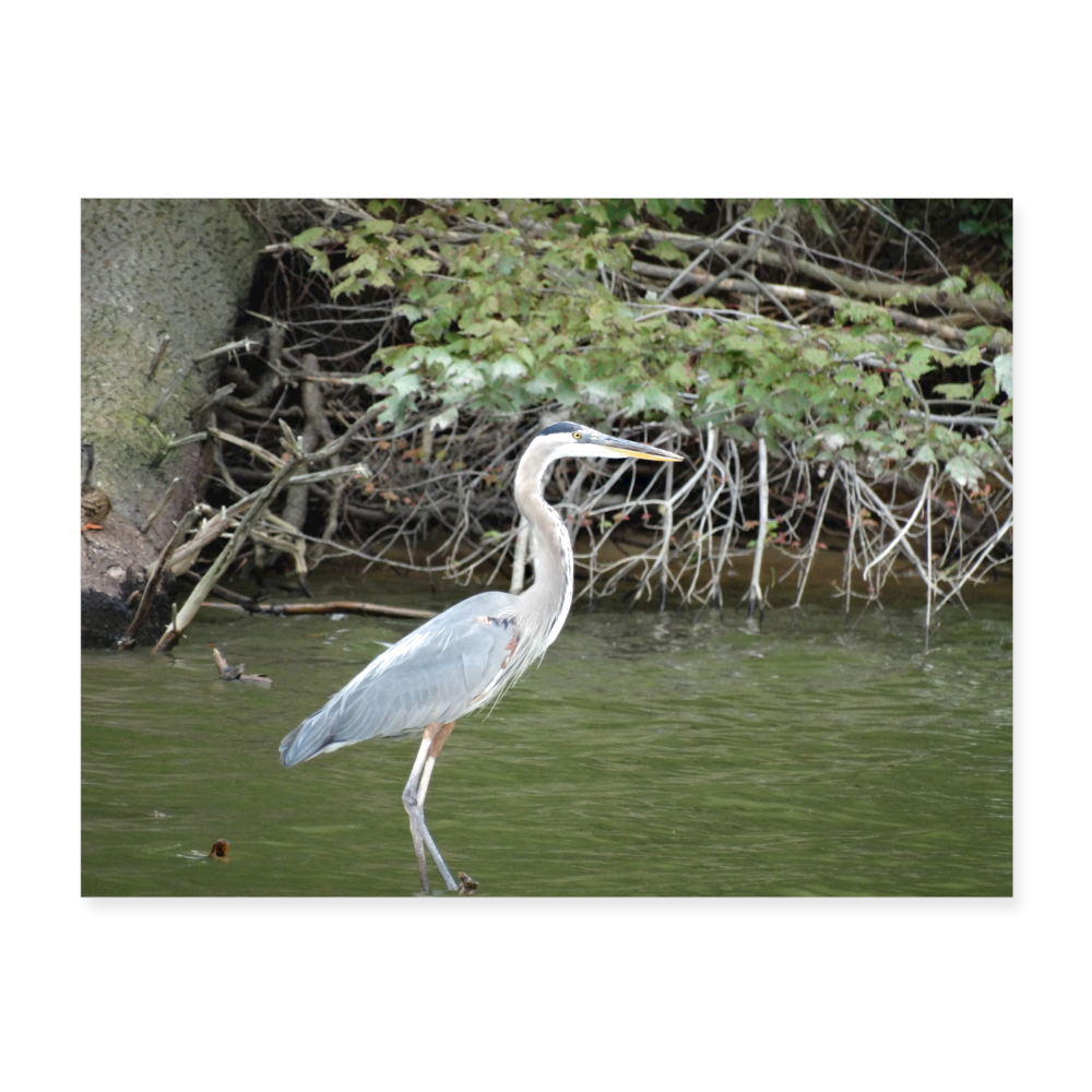 Blue Heron 24x18 Print - white