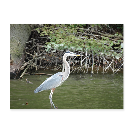 Blue Heron 24x18 Print - white
