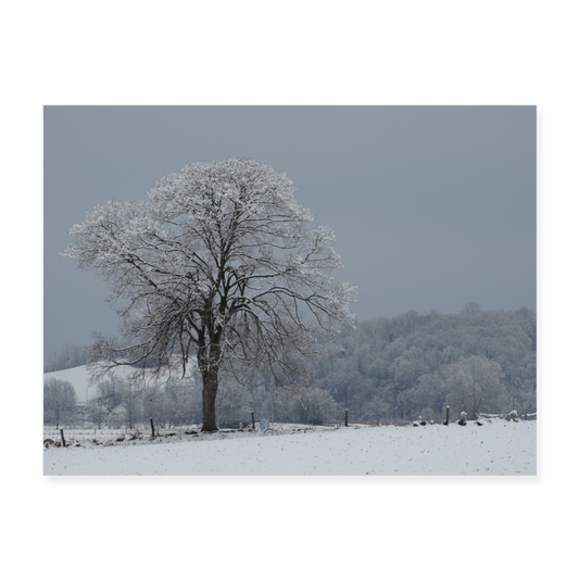 Tree in Winter 24x18 Print - white