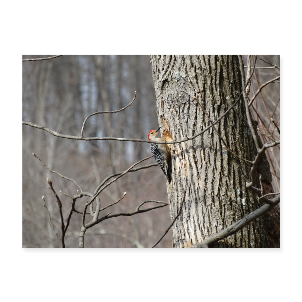 Woodpecker 24x18 Print - white