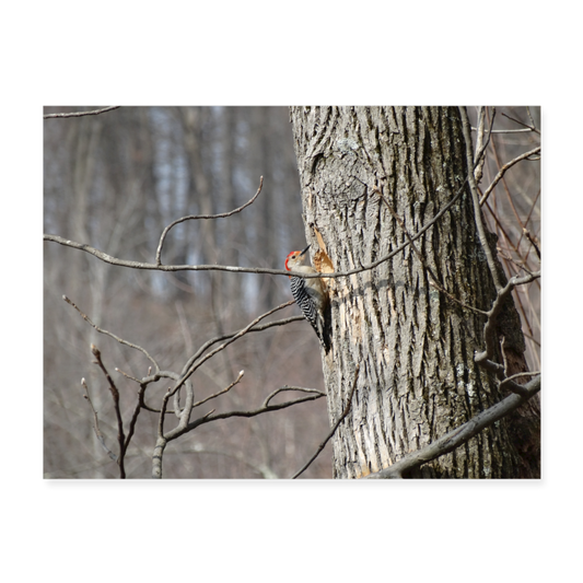Woodpecker 24x18 Print - white