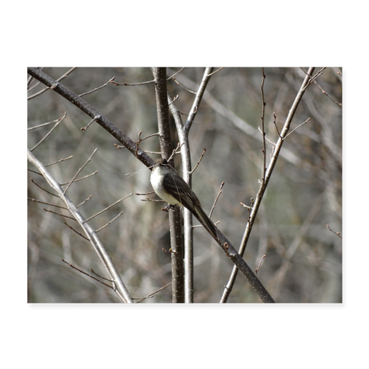 Peewee Bird 24x18 Print - white