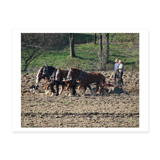 Amish Horses Plowing 24x18 Print - white