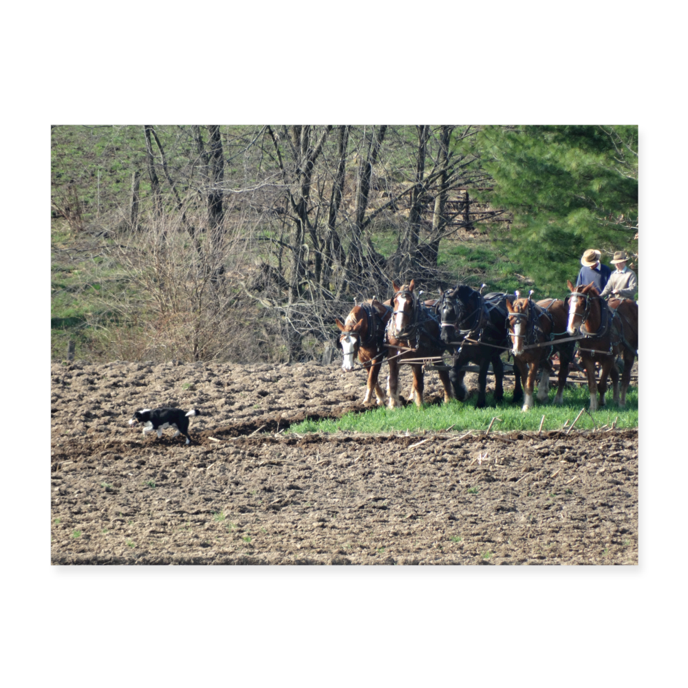 Amish Horses Plowing 24x18 Print - white