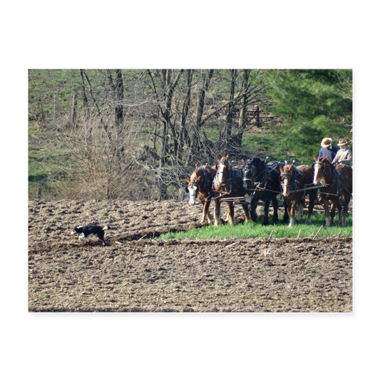 Amish Horses Plowing 24x18 Print - white