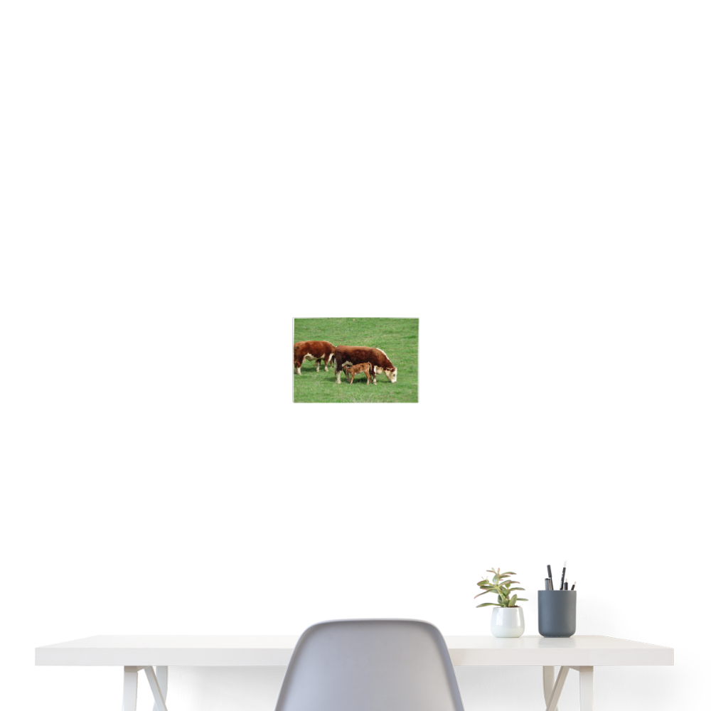 Beef Cattle 24x18 Print - white