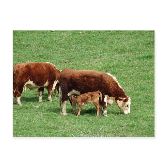 Beef Cattle 24x18 Print - white