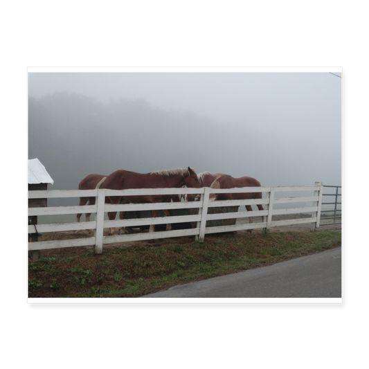 Draft Horses A1 24x18 Print - white