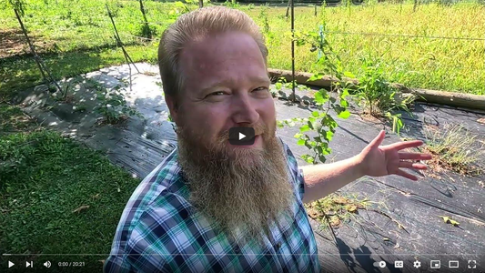 Grape Vine Pruning and Training Plus Backyard Philosophy