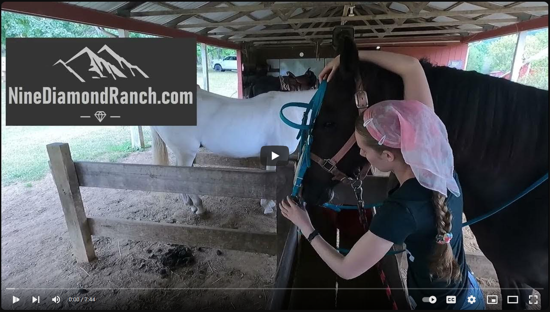 Grooming and Saddling a Horse Plus Trail Ride