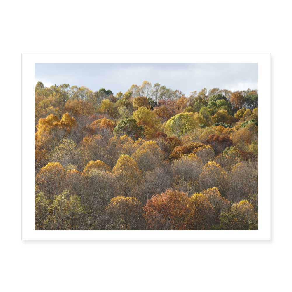 Autumn Colors 24x18 Print - white