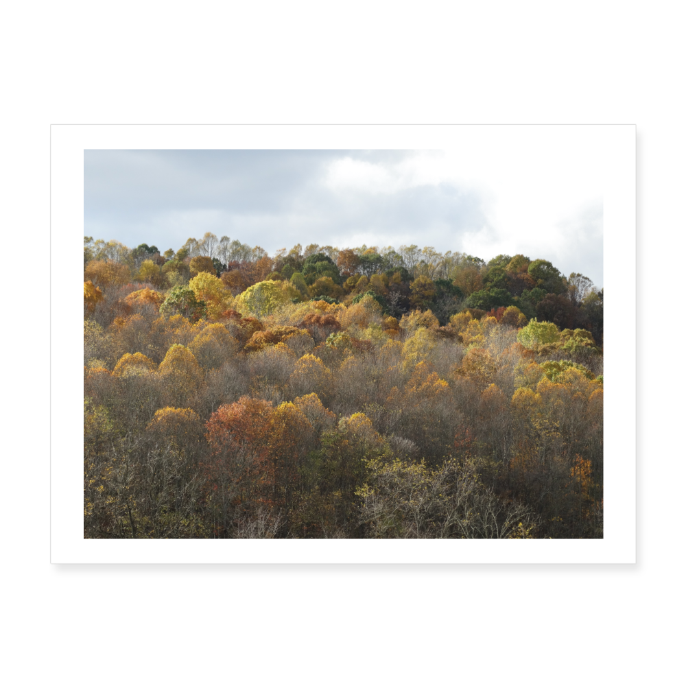 Autumn Colors II 24x18 Print - white