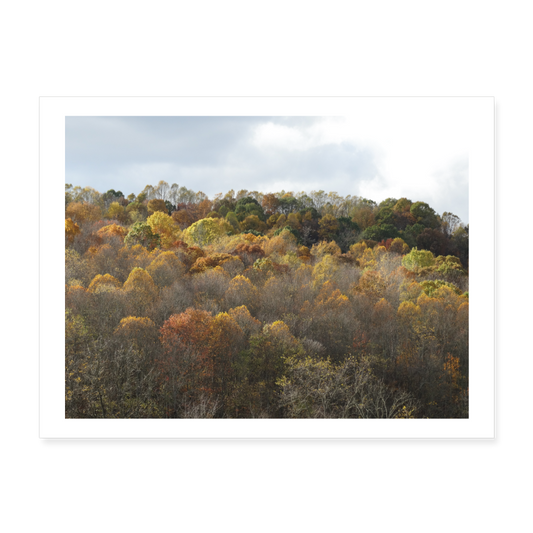 Autumn Colors II 24x18 Print - white