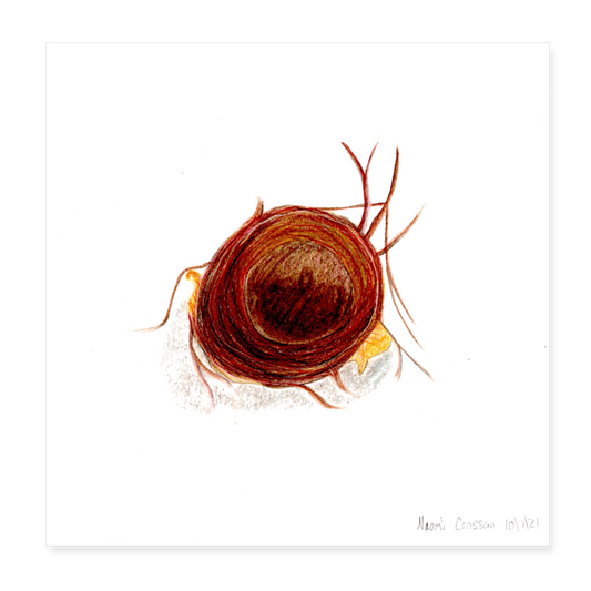 Bird's Nest 8x8 Print - white