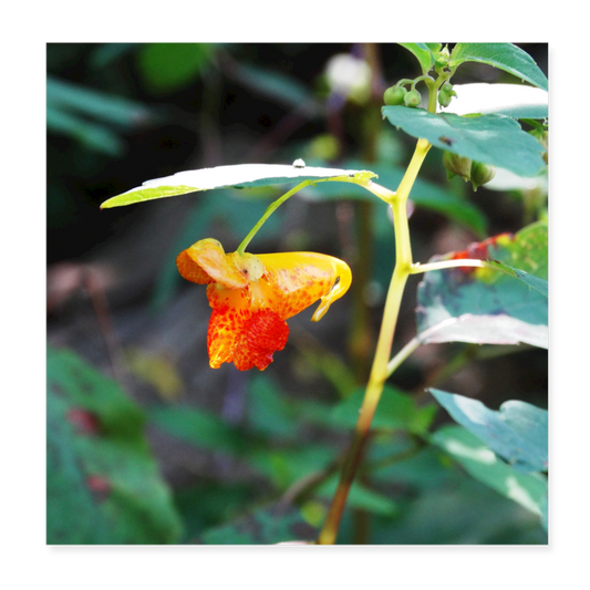 Emerald Jewel Weed 8x8 Print - white