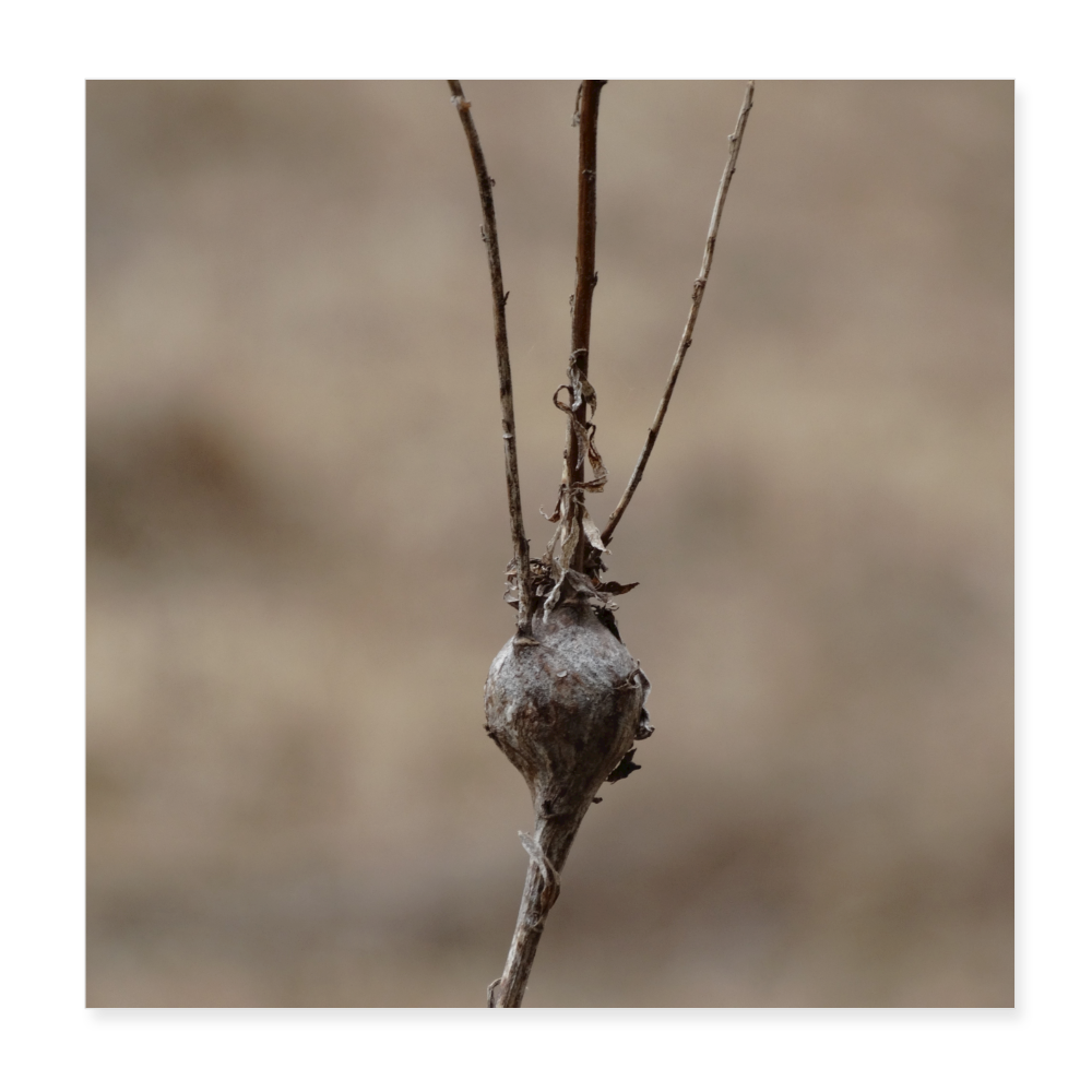 Seed Pod 8x8 Print - white