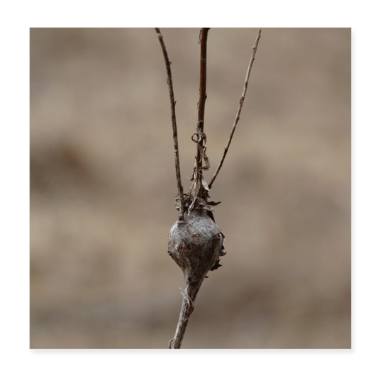 Seed Pod 8x8 Print - white