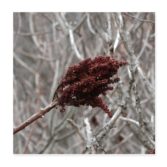 Seed Head 8x8 Print - white