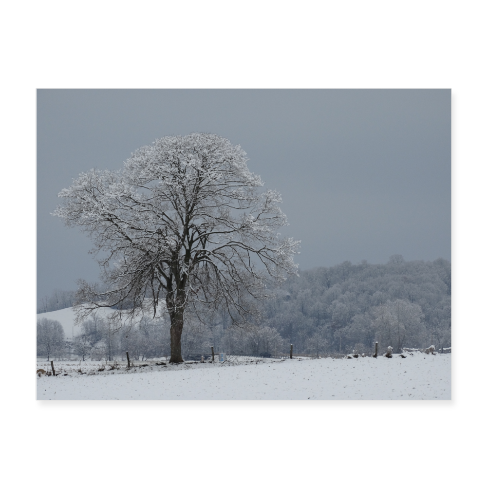 Tree in Winter 24x18 Print - white