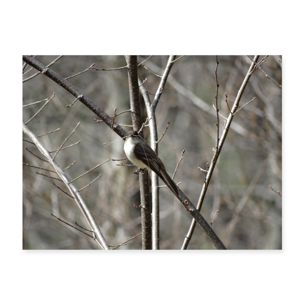 Peewee Bird 24x18 Print - white