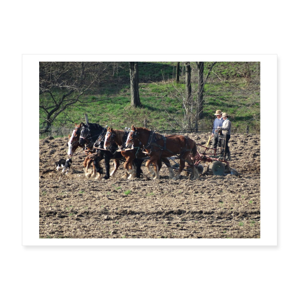 Amish Horses Plowing 24x18 Print - white
