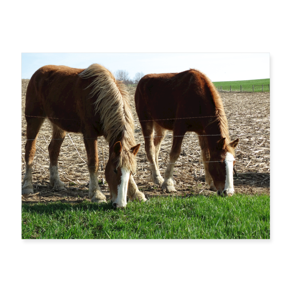 Draft Horses A2 24x18 Print - white