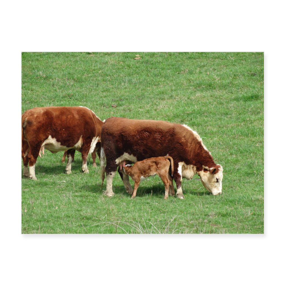 Beef Cattle 24x18 Print - white